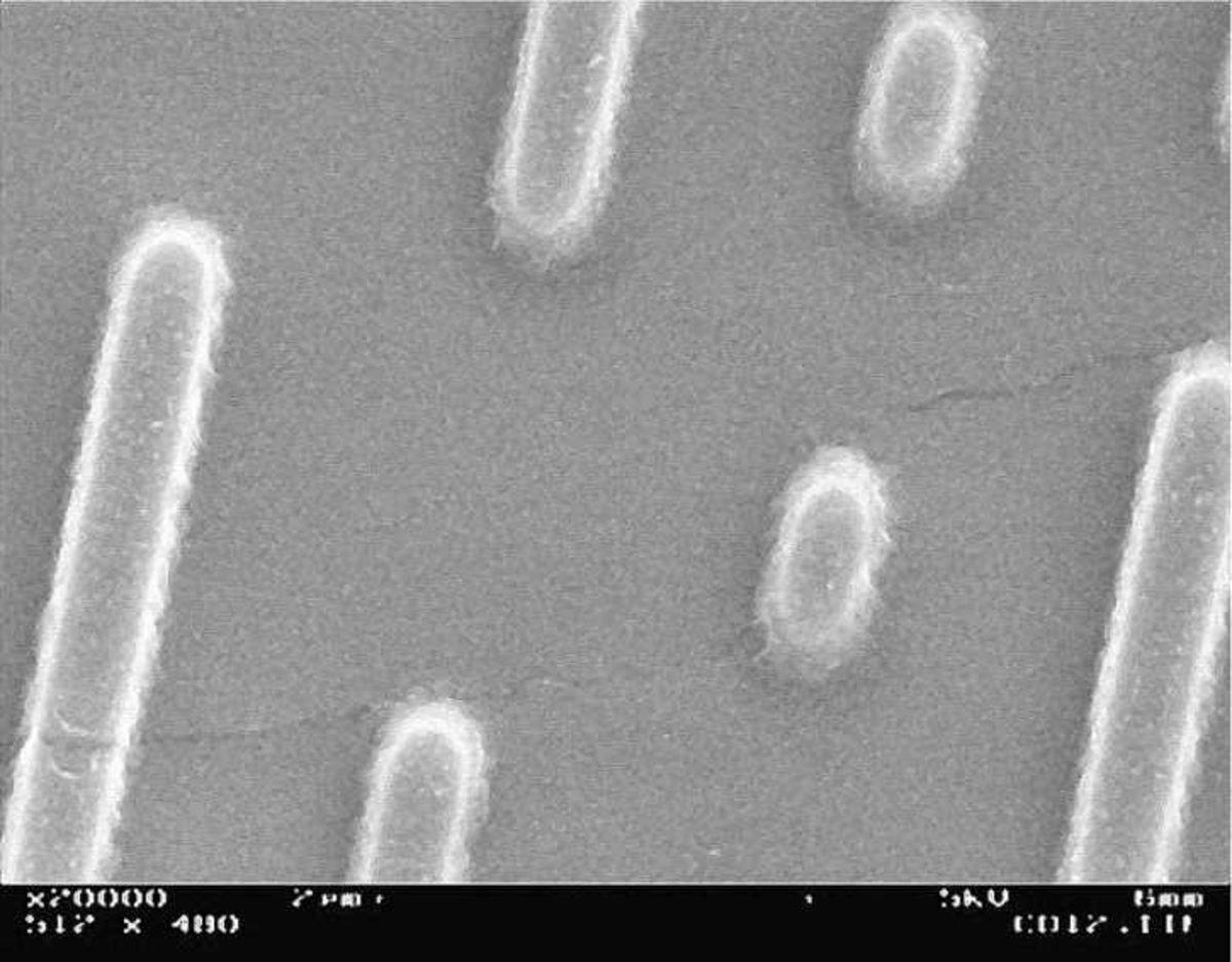 Elektron Mikroskobu ile Çekilmiş Birbirinden İlginç 27 Fotoğraf