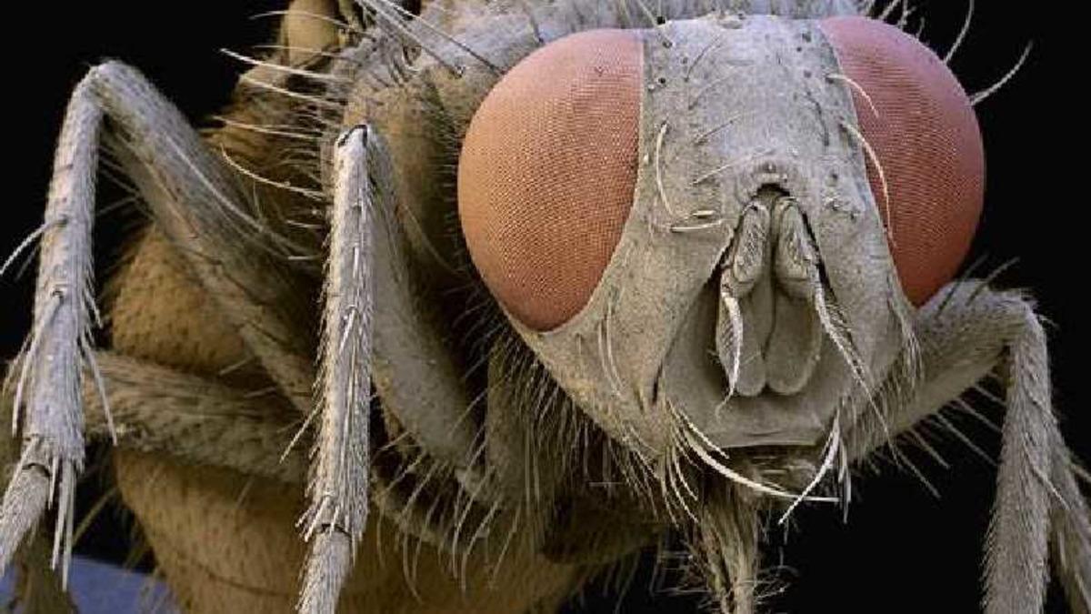 Elektron Mikroskobu ile Çekilmiş Birbirinden İlginç 27 Fotoğraf