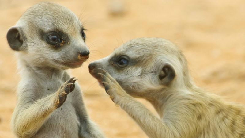 Bilim İnsanlarına Göre Hayvanlar da İnsanlar Gibi Birbirleriyle Konuşabiliyorlar