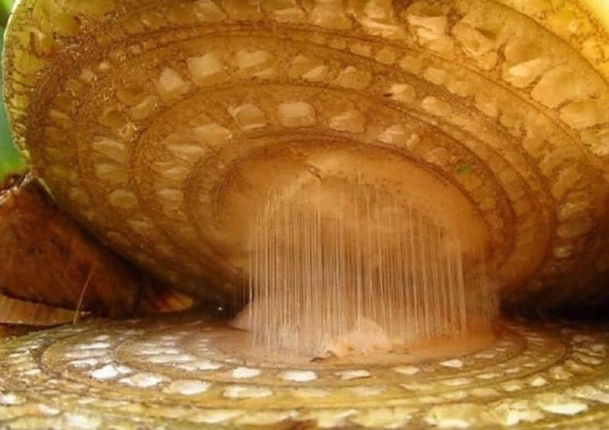 Her Gün Gördüğümüz 20 Nesnenin Mikroskop Altındaki İnanılmaz Görüntüleri