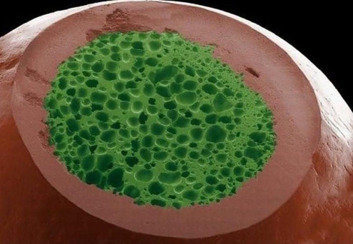 Her Gün Gördüğümüz 20 Nesnenin Mikroskop Altındaki İnanılmaz Görüntüleri