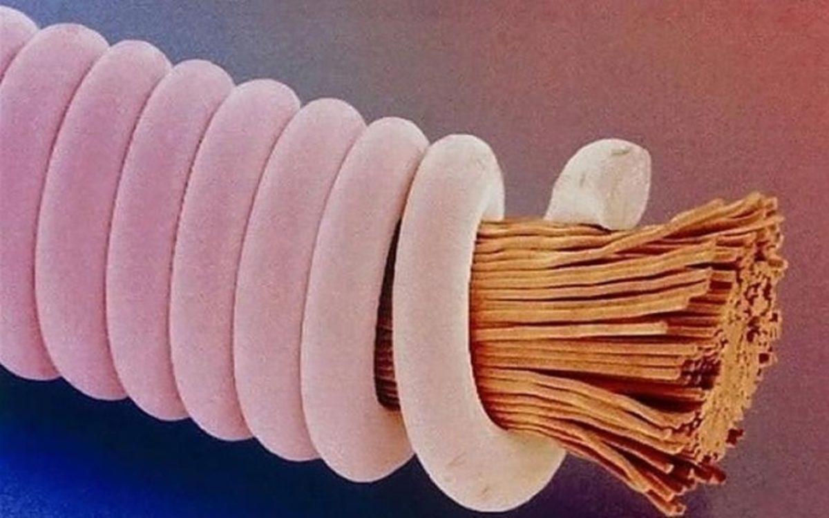 Her Gün Gördüğümüz 20 Nesnenin Mikroskop Altındaki İnanılmaz Görüntüleri