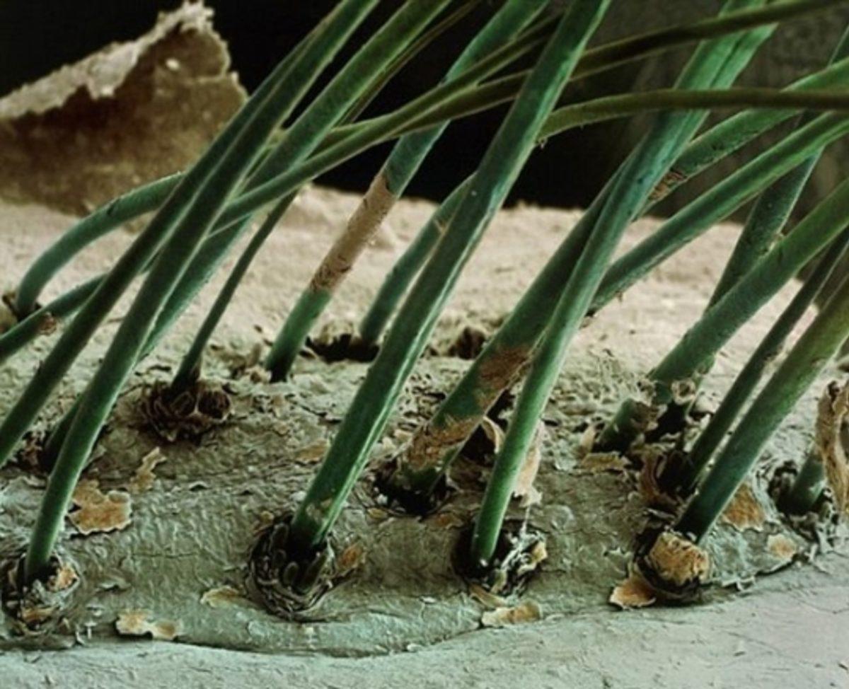 Her Gün Gördüğümüz 20 Nesnenin Mikroskop Altındaki İnanılmaz Görüntüleri