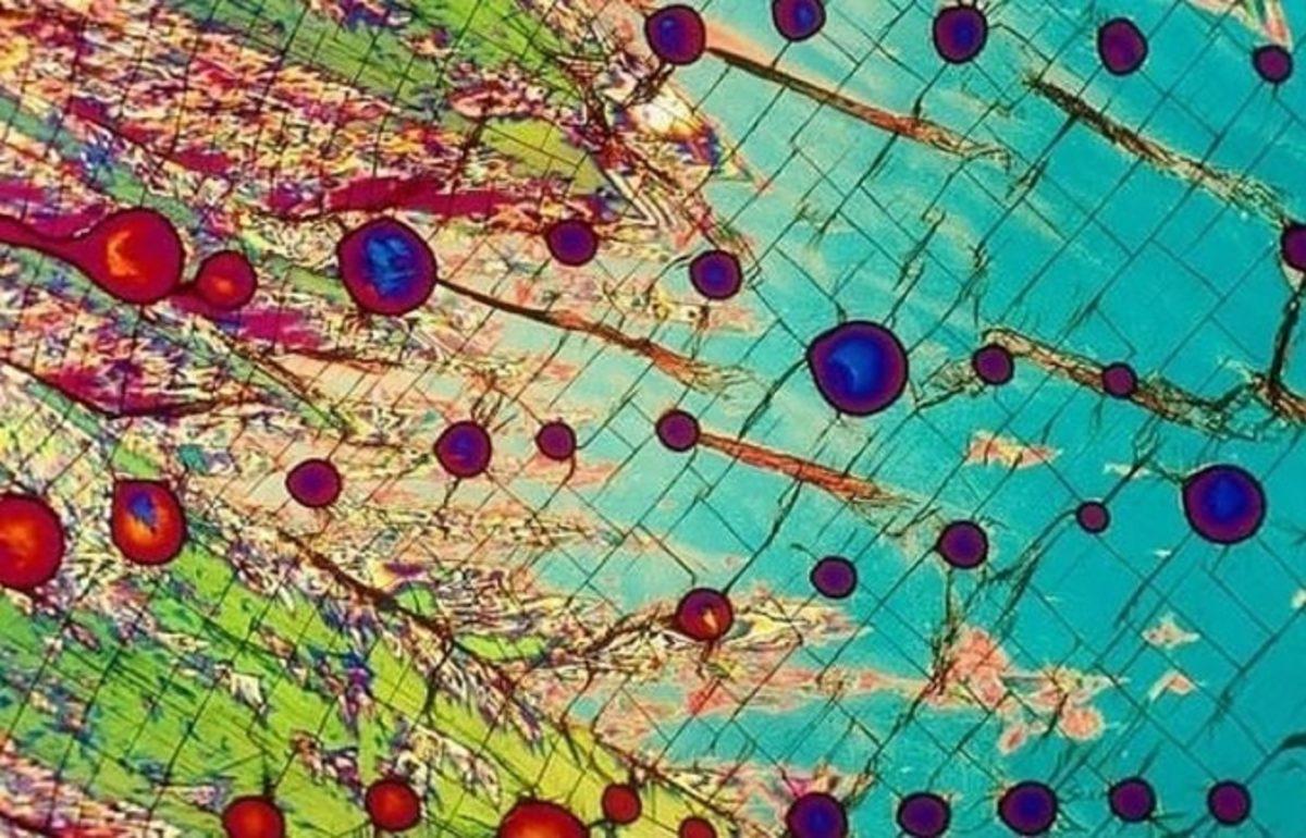 Her Gün Gördüğümüz 20 Nesnenin Mikroskop Altındaki İnanılmaz Görüntüleri