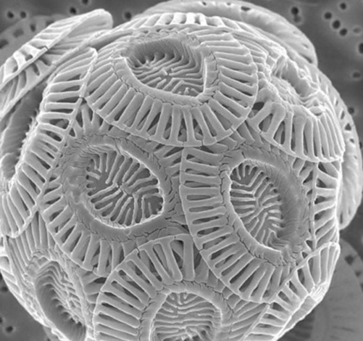 Her Gün Gördüğümüz 20 Nesnenin Mikroskop Altındaki İnanılmaz Görüntüleri