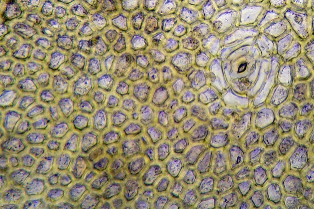 Her Gün Gördüğümüz 20 Nesnenin Mikroskop Altındaki İnanılmaz Görüntüleri