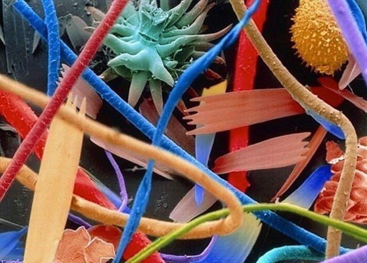 Her Gün Gördüğümüz 20 Nesnenin Mikroskop Altındaki İnanılmaz Görüntüleri