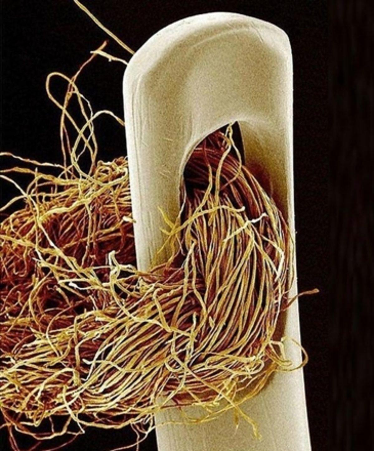 Her Gün Gördüğümüz 20 Nesnenin Mikroskop Altındaki İnanılmaz Görüntüleri