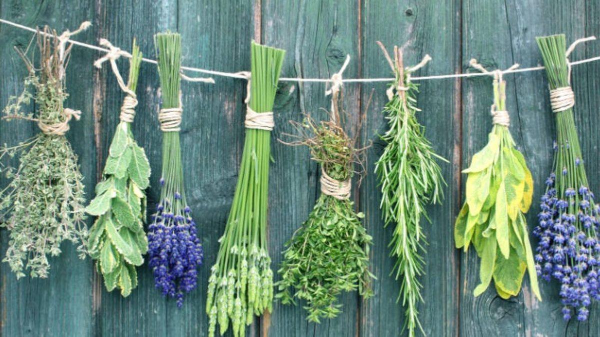 Rockefeller Bitkilere Savaş Açarak Tıp Dünyasını Nasıl Ele Geçirdi?