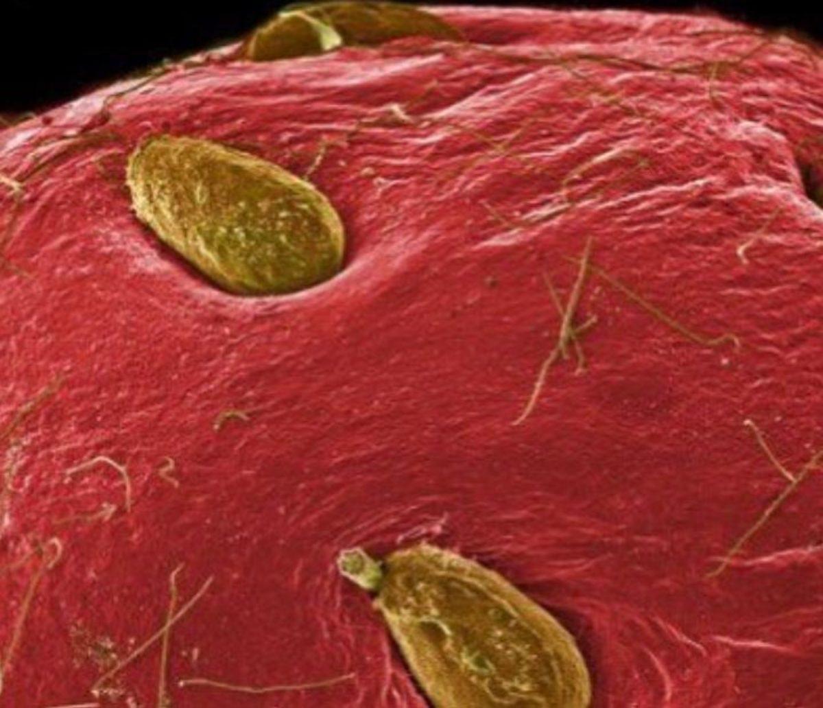 Günlük Hayatta Gördüğümüz Şeyler, Mikroskopla Nasıl Görünüyorlar?