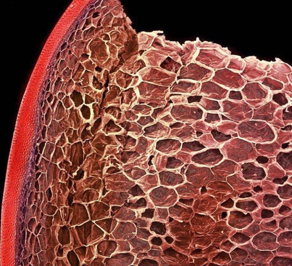 Günlük Hayatta Gördüğümüz Şeyler, Mikroskopla Nasıl Görünüyorlar?