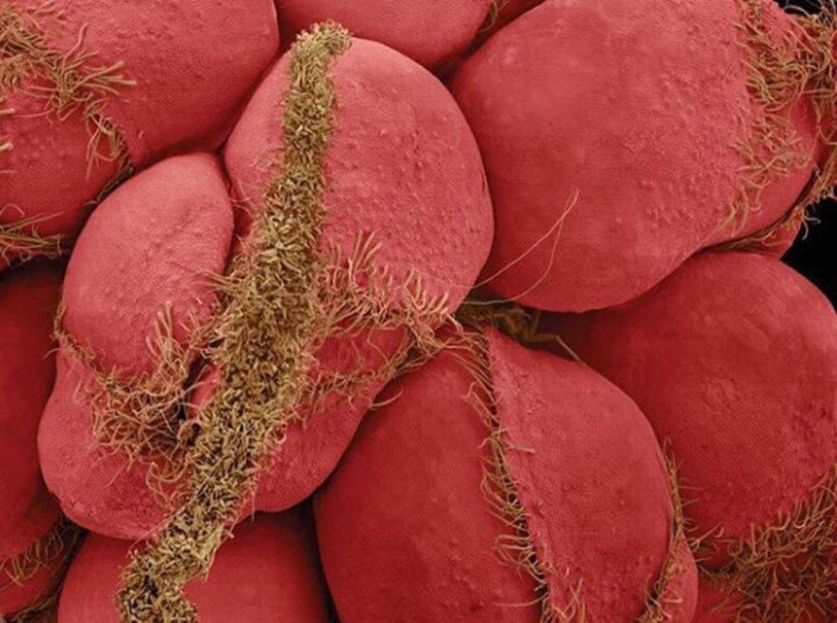 Günlük Hayatta Gördüğümüz Şeyler, Mikroskopla Nasıl Görünüyorlar?