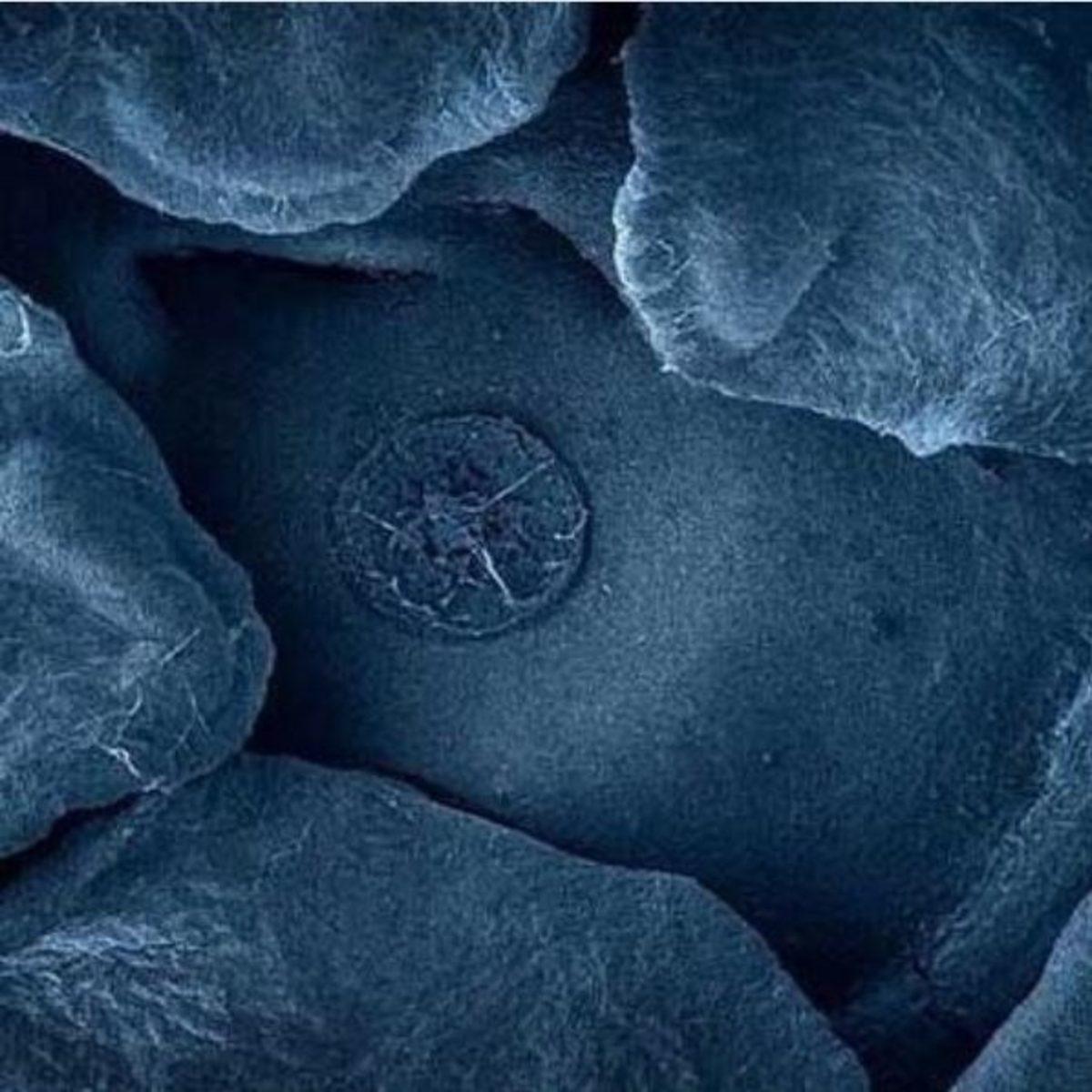 Günlük Hayatta Gördüğümüz Şeyler, Mikroskopla Nasıl Görünüyorlar?