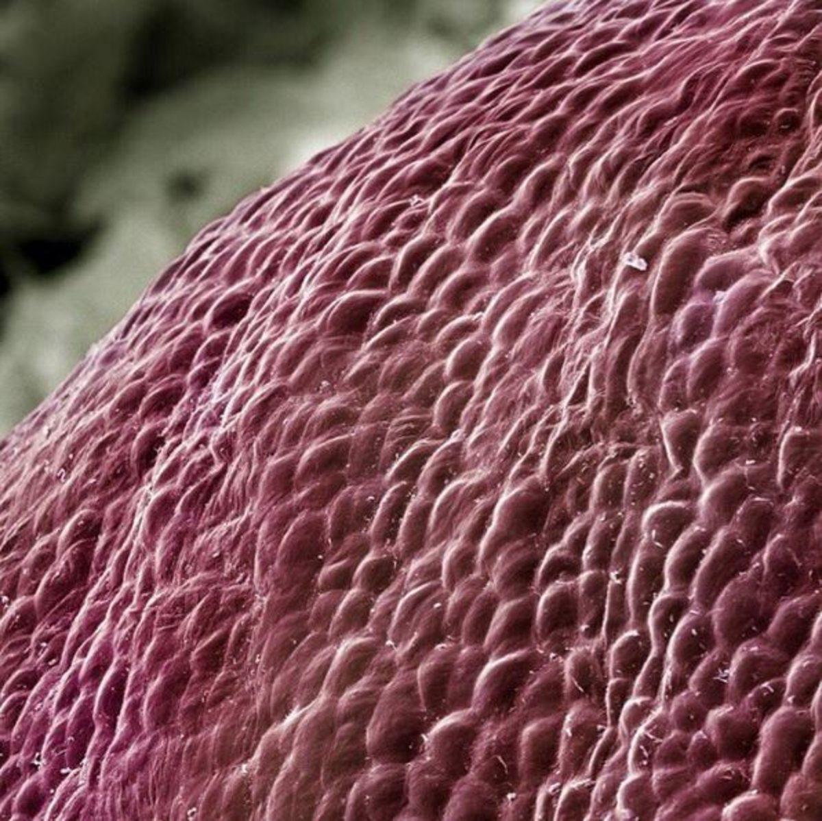 Günlük Hayatta Gördüğümüz Şeyler, Mikroskopla Nasıl Görünüyorlar?