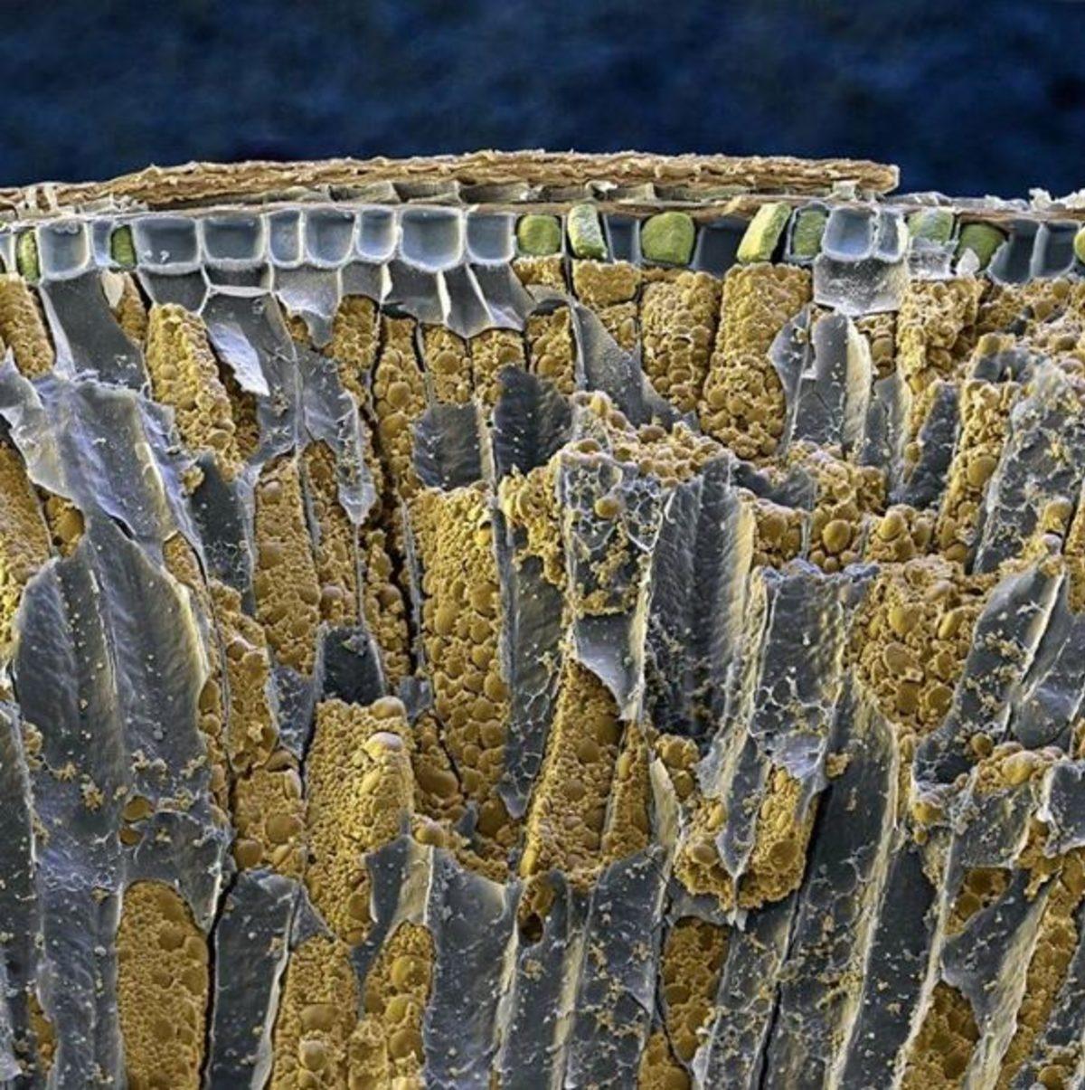 Günlük Hayatta Gördüğümüz Şeyler, Mikroskopla Nasıl Görünüyorlar?