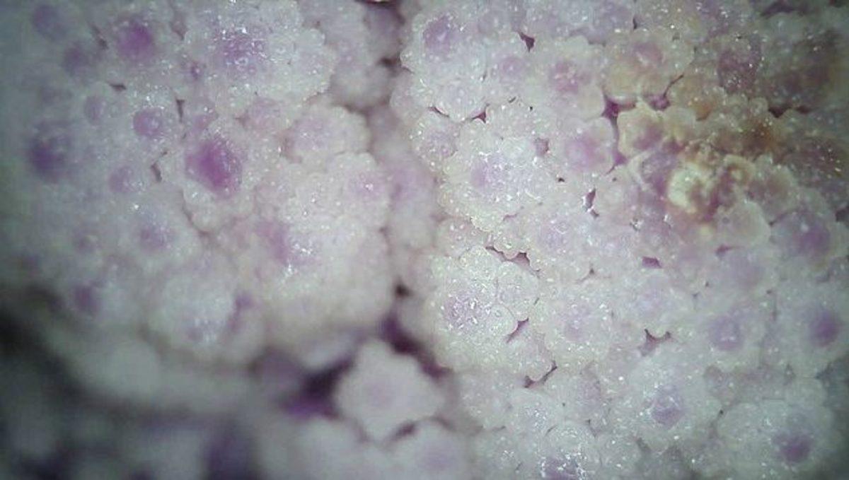 Günlük Hayatta Gördüğümüz Şeyler, Mikroskopla Nasıl Görünüyorlar?