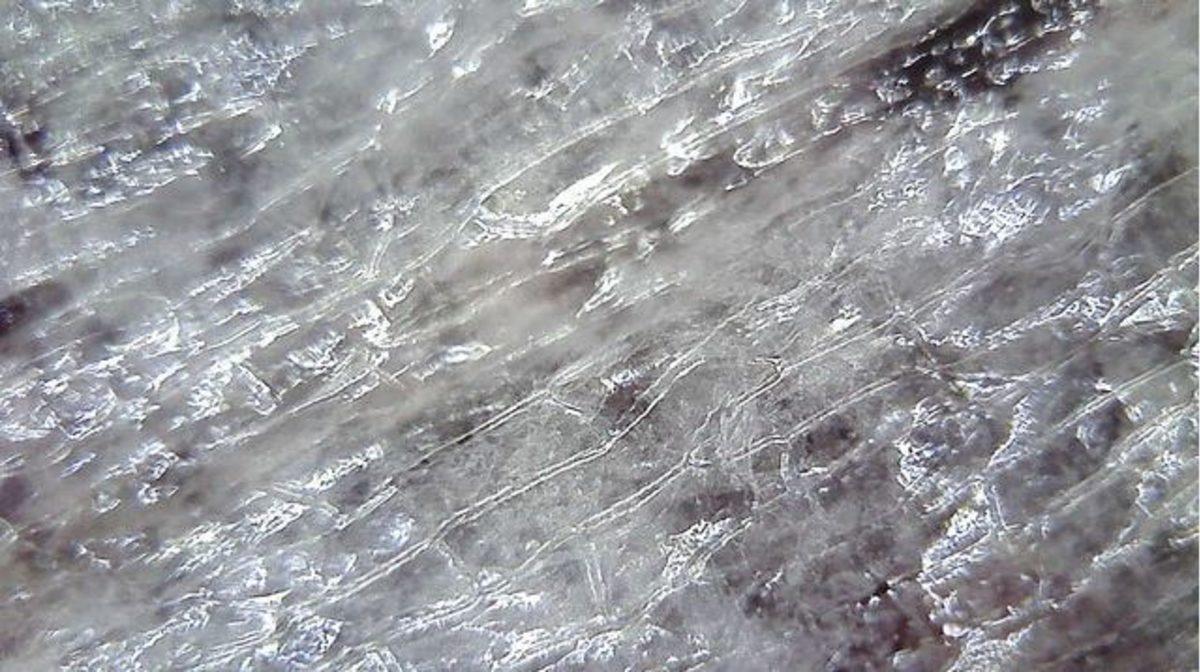 Günlük Hayatta Gördüğümüz Şeyler, Mikroskopla Nasıl Görünüyorlar?