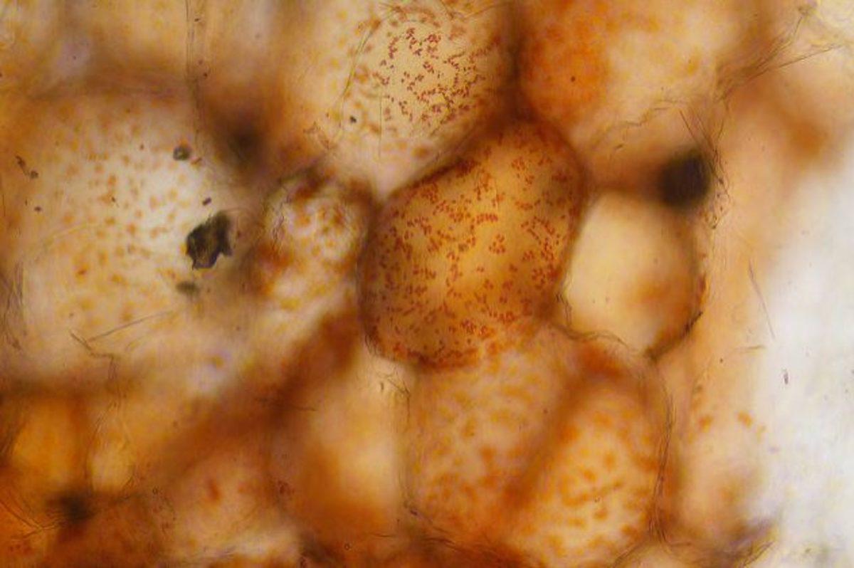 Günlük Hayatta Gördüğümüz Şeyler, Mikroskopla Nasıl Görünüyorlar?