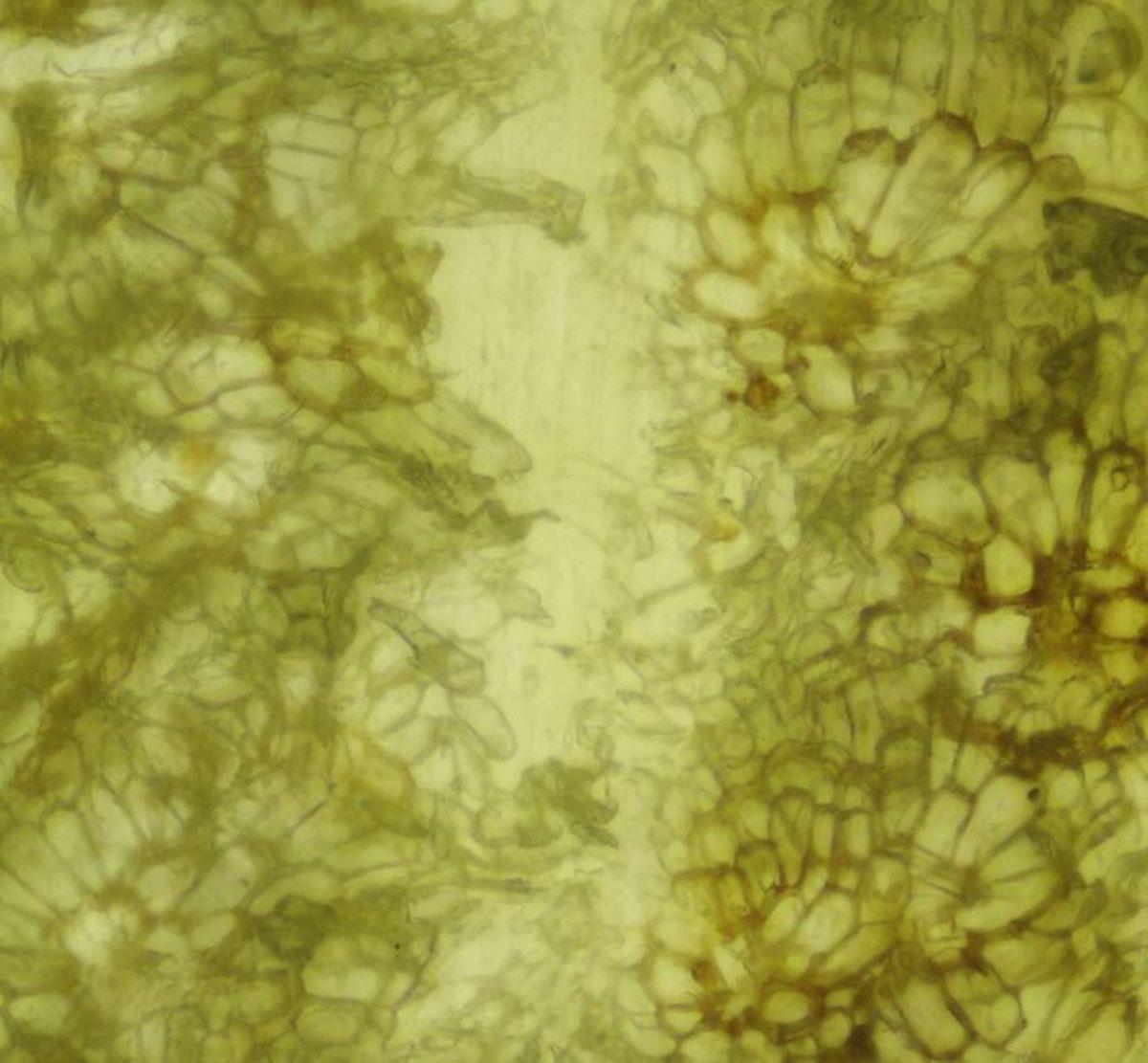 Günlük Hayatta Gördüğümüz Şeyler, Mikroskopla Nasıl Görünüyorlar?