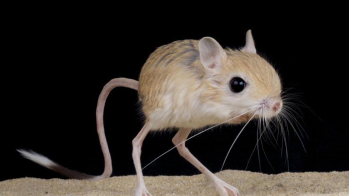 Gerçek Olduğuna İnanamayacağınız 10 Küçük Hayvan