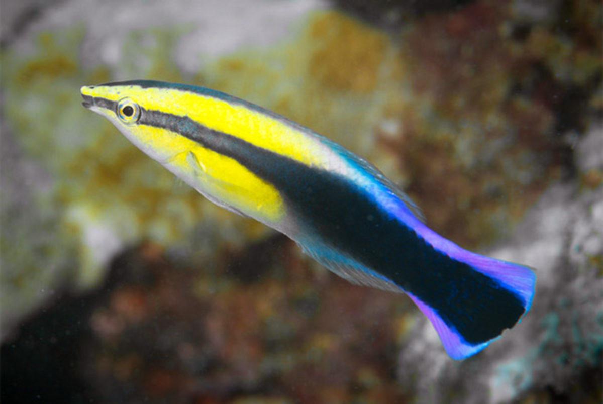 Parmak Boyundaki Bu Balıklar, Aynada Kendilerini Tanıyabiliyorlar