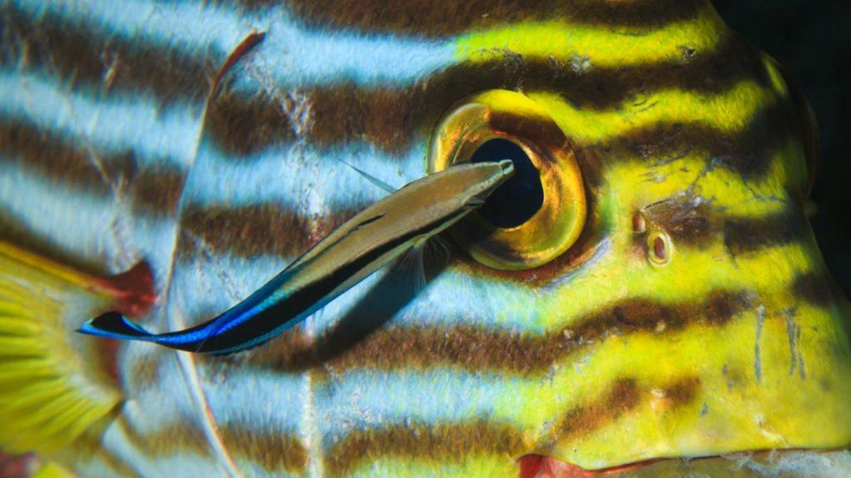 Parmak Boyundaki Bu Balıklar, Aynada Kendilerini Tanıyabiliyorlar