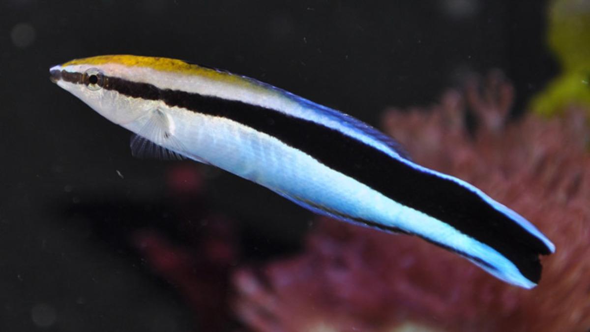 Parmak Boyundaki Bu Balıklar, Aynada Kendilerini Tanıyabiliyorlar