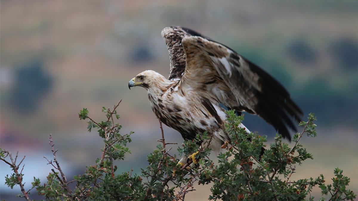 Gözü Yükseklerde Olan ve Neredeyse Uçak Mesafesinde Uçabilen 7 Kuş Türü
