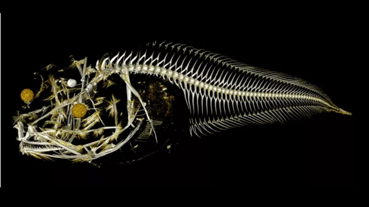 Dünyanın En Derin Sularında ‘Uzaylı’ Görünümlü 3 Yeni Balık Türü Keşfedildi