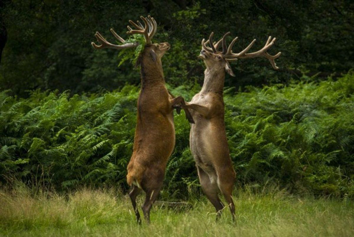 Vahşi Yaşamdan Birbirinden Komik Fotolar
