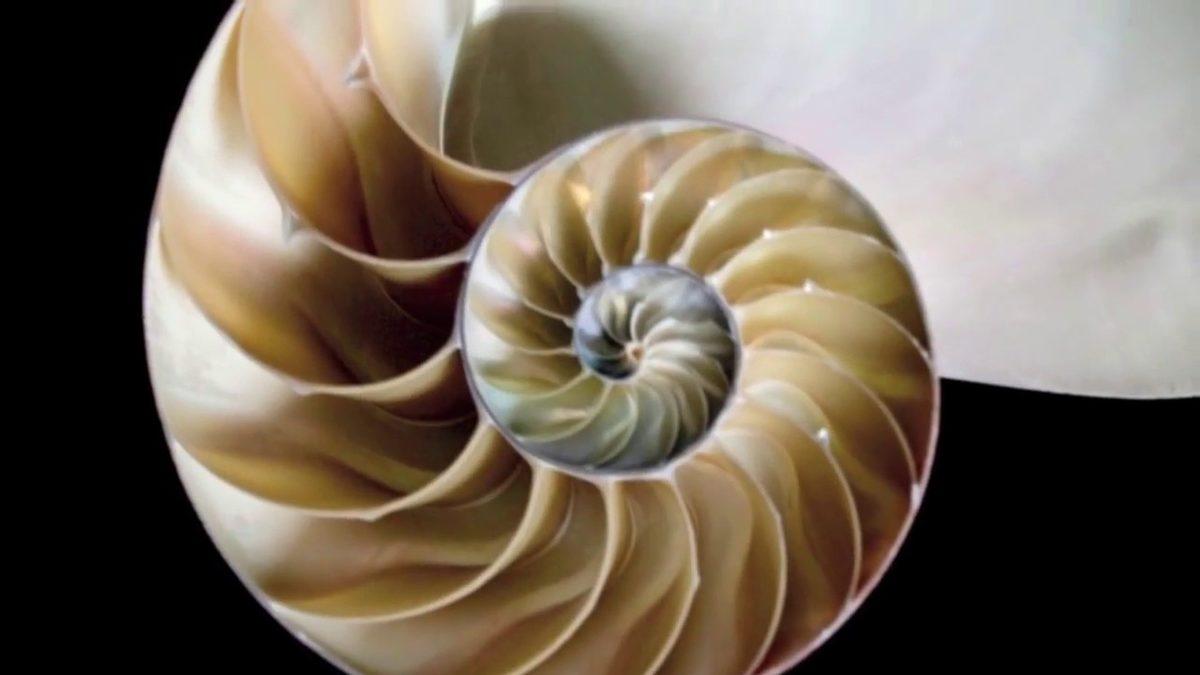 DNA’dan Dalgalara, Evrenin Güzellik Ölçütü: Altın Oran