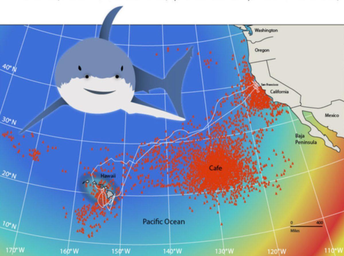 Pasifik Okyanusunun Ortasında ’Beyaz Köpek Balığı Cafe’si Bulundu