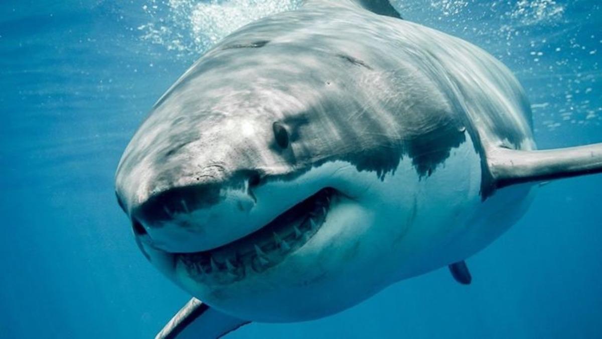 Pasifik Okyanusunun Ortasında ’Beyaz Köpek Balığı Cafe’si Bulundu