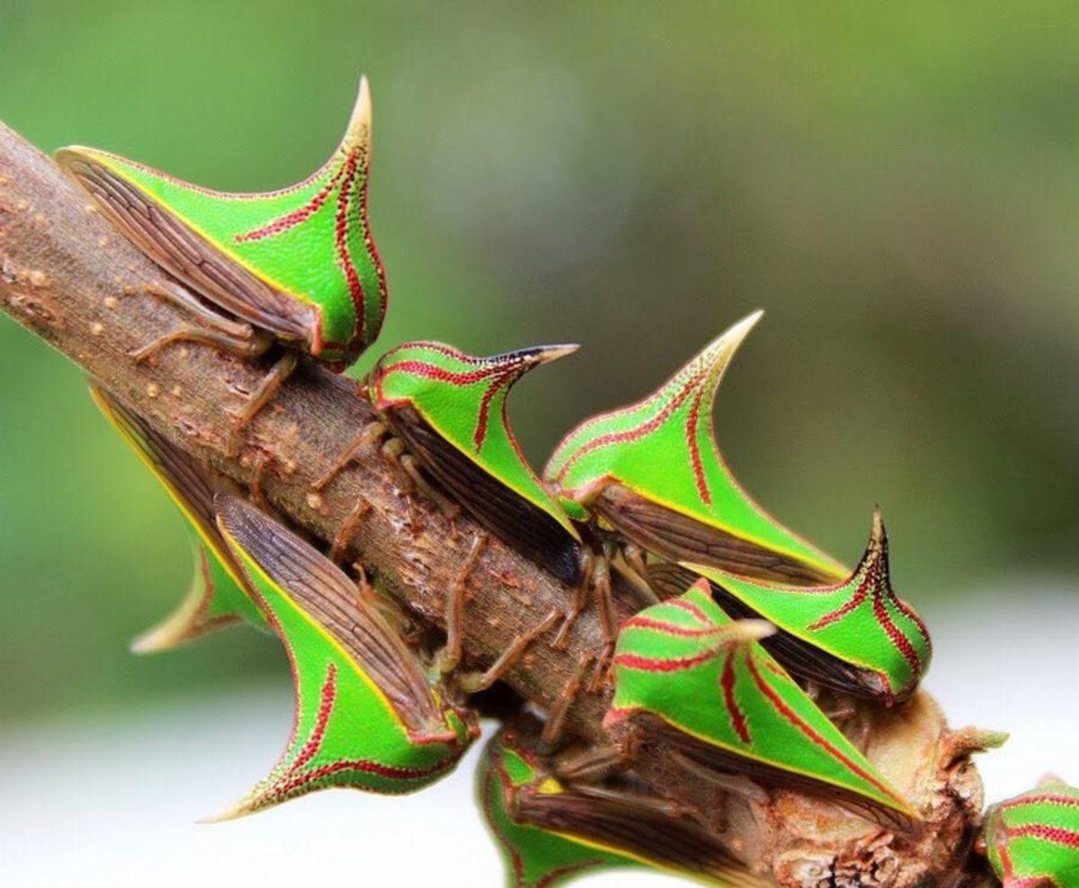 Gerçek Olduğuna İnanamayacağınız, Nadir Görülen 10 Hayvan