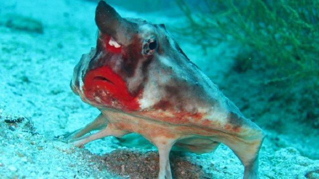 Gerçek Olduğuna İnanamayacağınız, Nadir Görülen 10 Hayvan