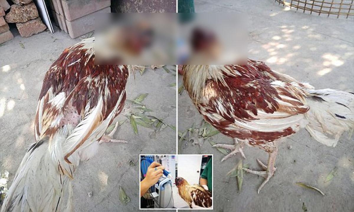 Bilime Göre Tavuklar, Başları Yokken Nasıl Hareket Edebiliyorlar?