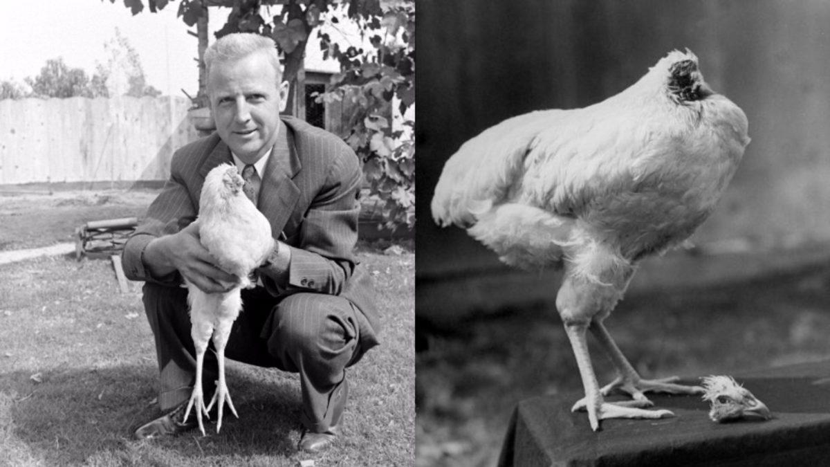 Bilime Göre Tavuklar, Başları Yokken Nasıl Hareket Edebiliyorlar?