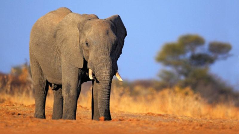 Dişilerin Liderlik Ettiği 6 Memeli Hayvan Türü