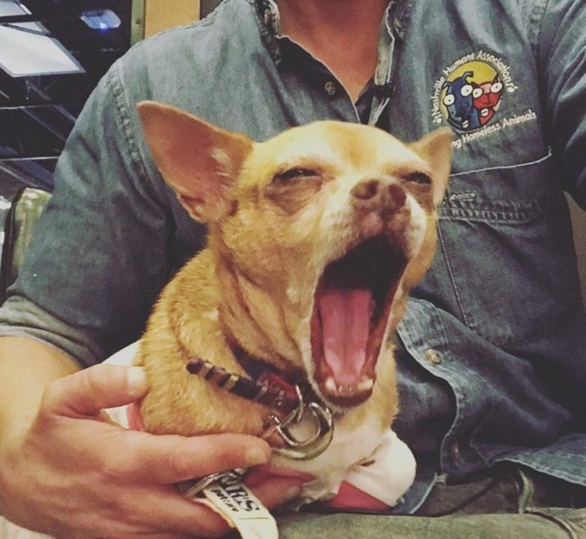 Köpeklerin Sahiplerine 11 Farklı Biçimde ’İyi ki Varsın’ Deme Yolları