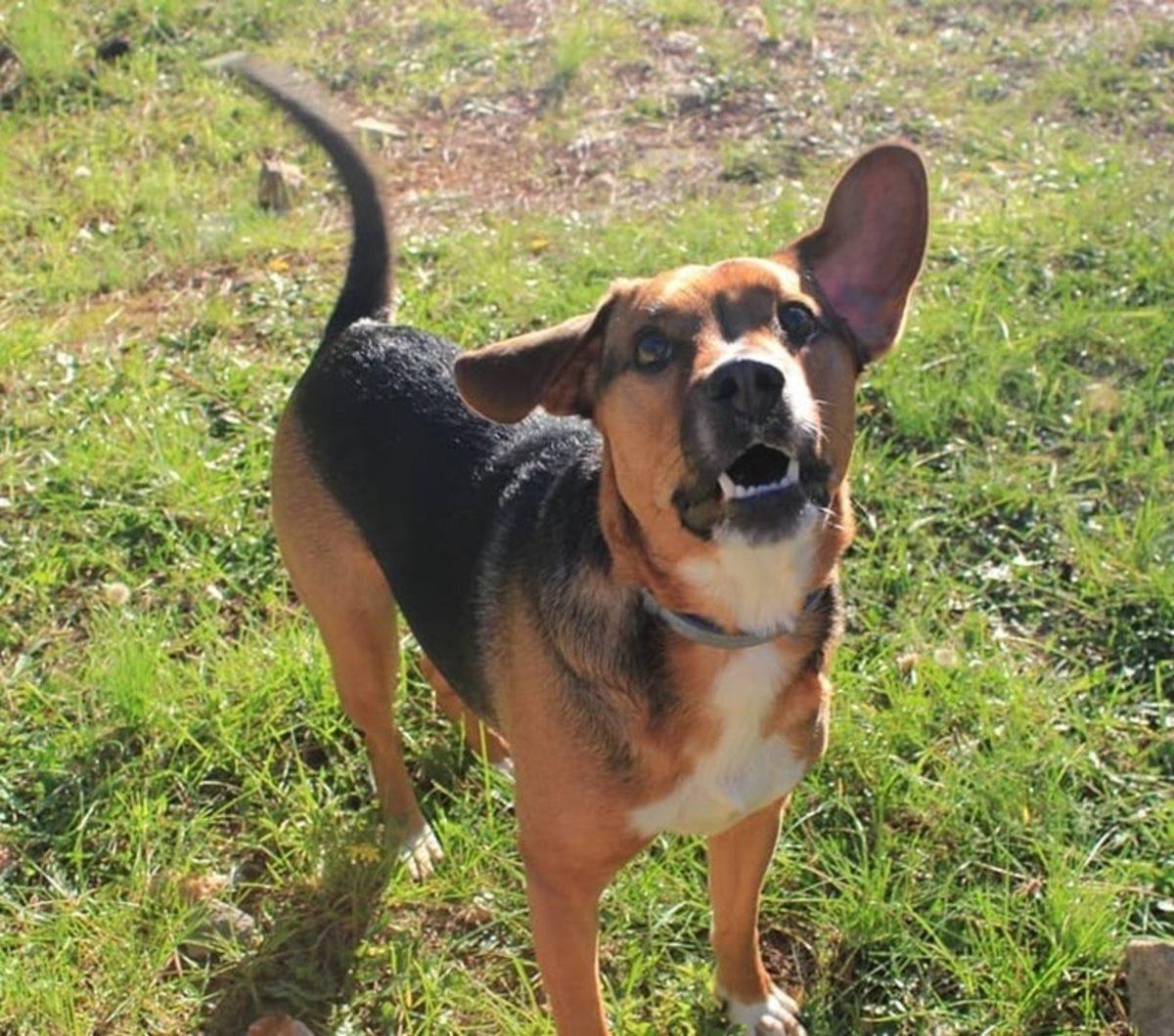 Köpeklerin Sahiplerine 11 Farklı Biçimde ’İyi ki Varsın’ Deme Yolları