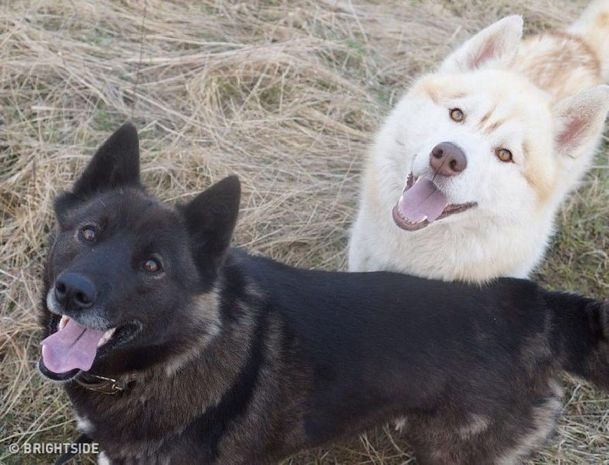 Köpeklerin Sahiplerine 11 Farklı Biçimde ’İyi ki Varsın’ Deme Yolları