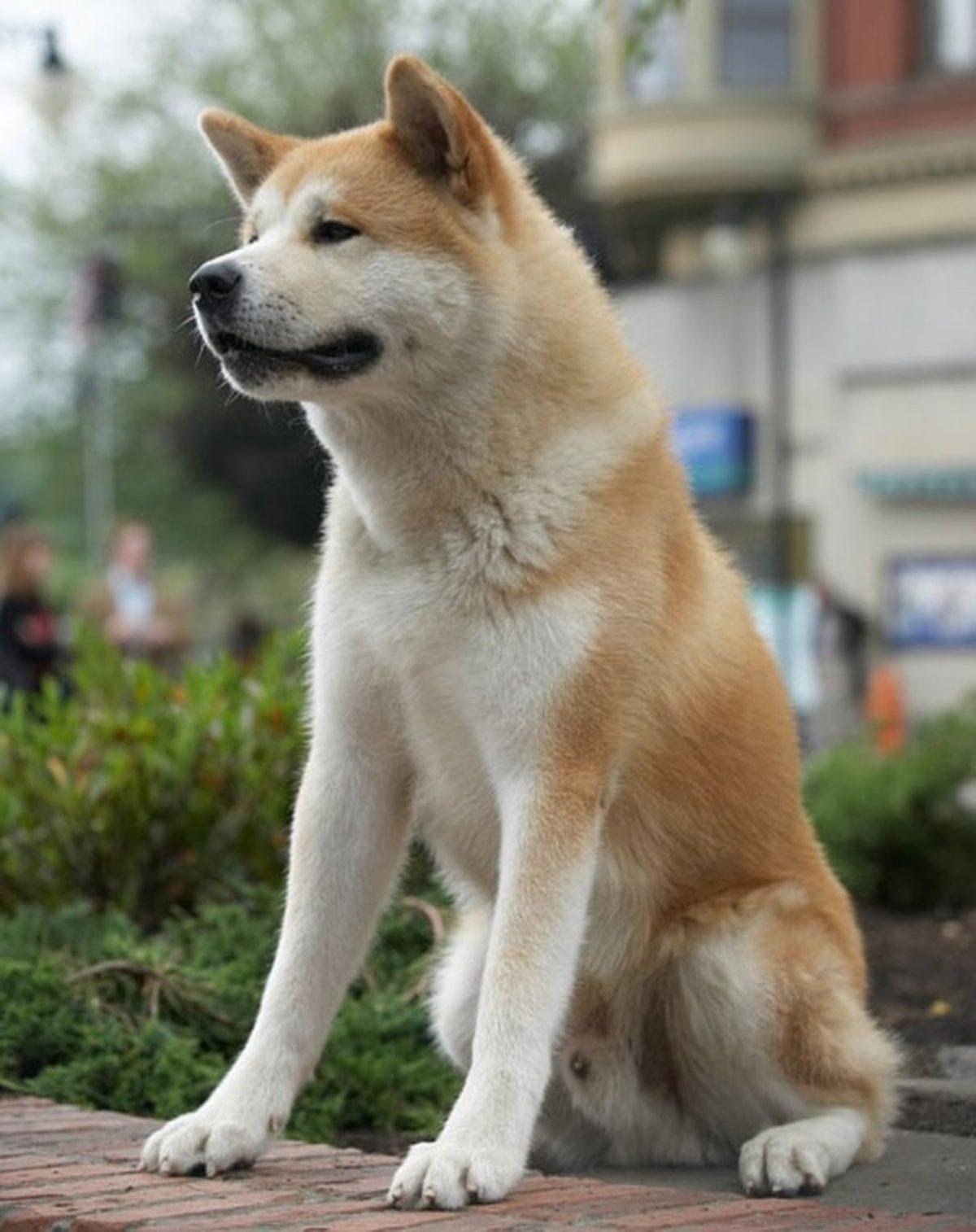 Köpeklerin Sahiplerine 11 Farklı Biçimde ’İyi ki Varsın’ Deme Yolları