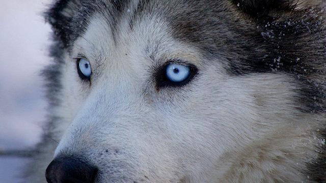 Sibirya Kurtlarının Neden Mavi Gözlü Olduğu Anlaşıldı