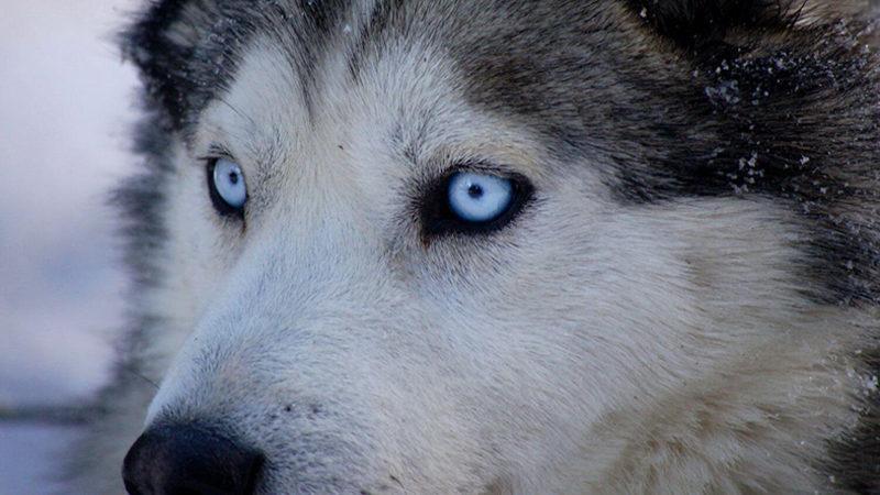 Sibirya Kurtlarının Neden Mavi Gözlü Olduğu Anlaşıldı