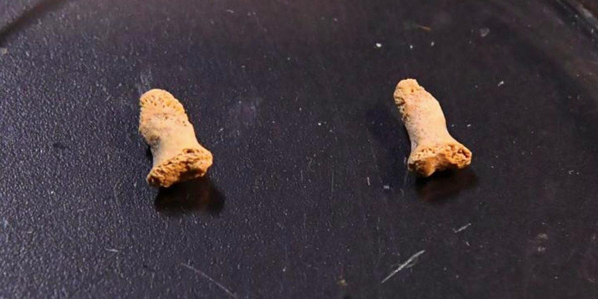 İnsan Yiyen Dev Kuşların Varlığını Kanıtlayan, 115 Bin Yıllık Neanderthal Kemikleri