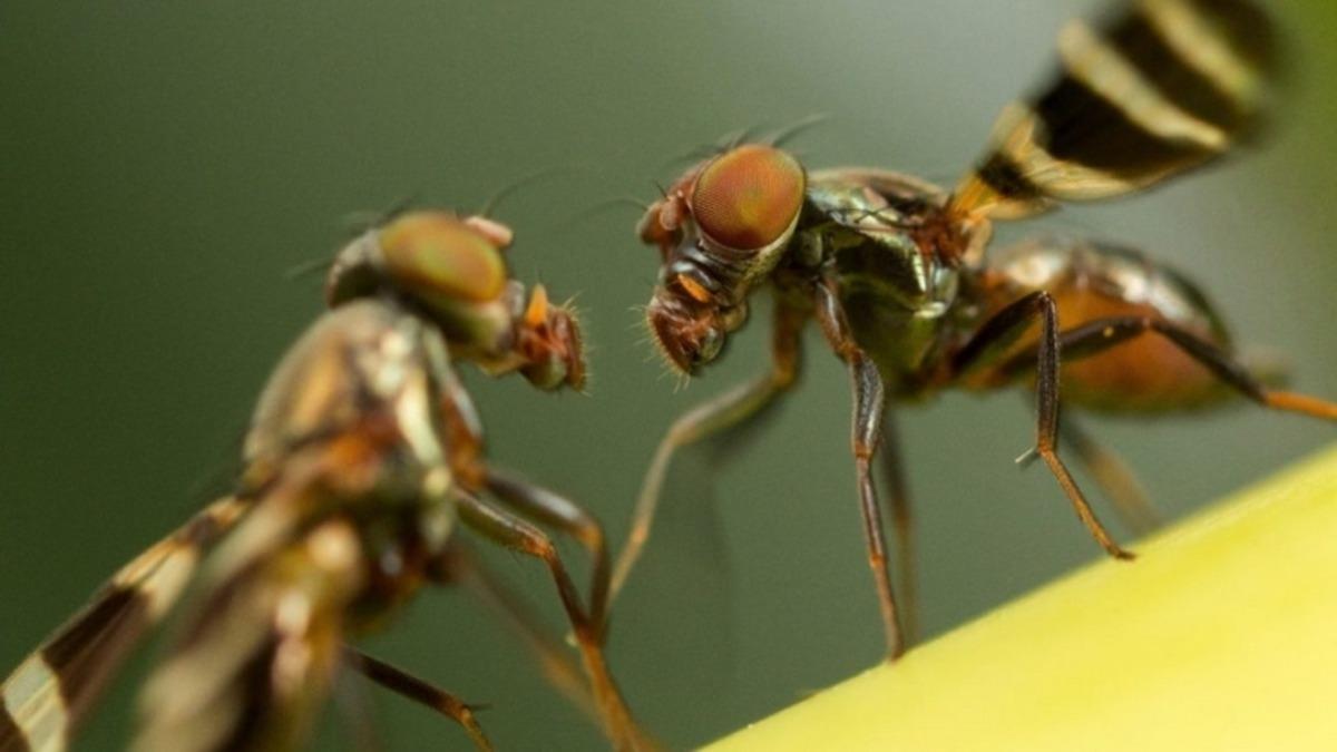 Korkutan Araştırma: Böcek Türlerinin %40’ı Yakında Yok Olacak