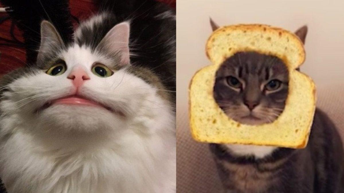 Snapchat Filtreleri Artık Kedilerde de Kullanılabiliyor