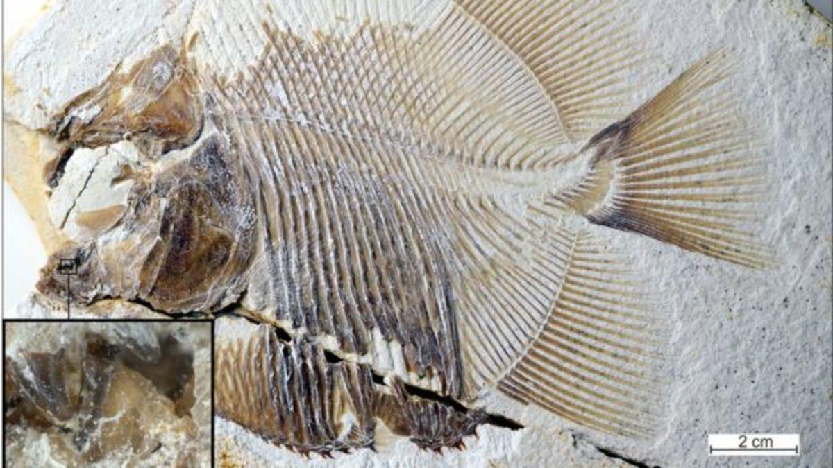 Piranaların 150 Milyon Yıllık Atası Bulundu