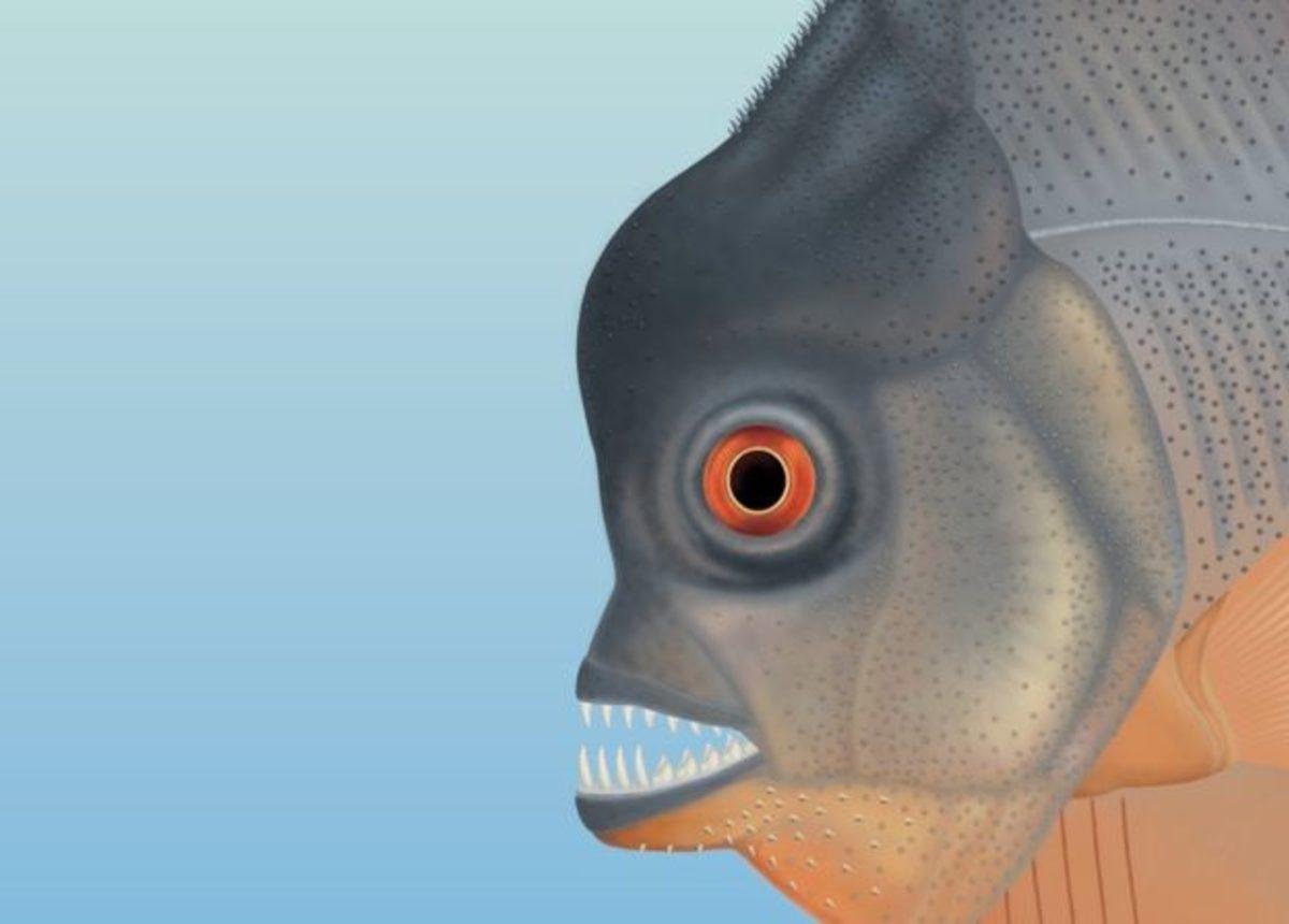 Piranaların 150 Milyon Yıllık Atası Bulundu