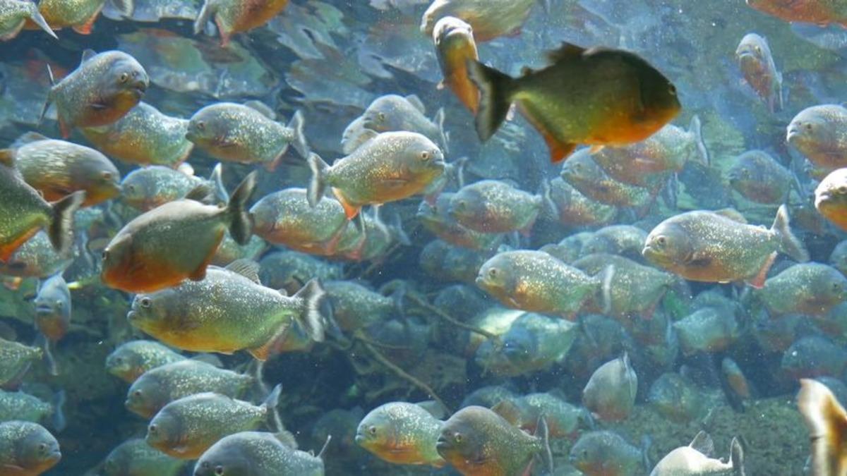 Piranaların 150 Milyon Yıllık Atası Bulundu